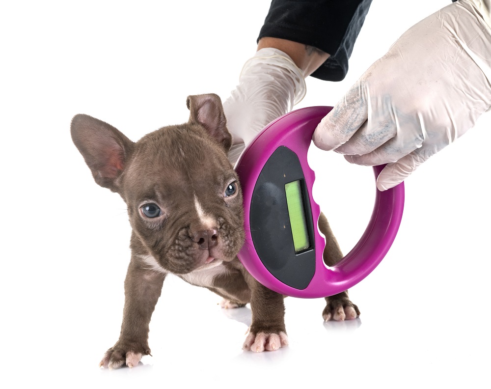 microchip para perros